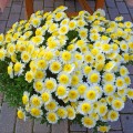 Photo 02